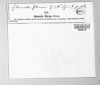 Mycosphaerella filicum image